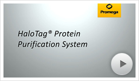 proteinpurification-poster