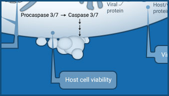 host-cell-tile-right