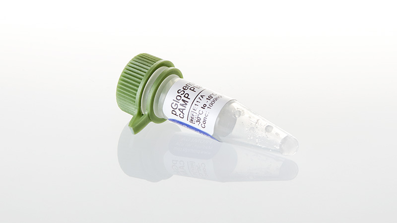 E1171_pGloSensor---20F-cAMP-Plasmid--20ug_3