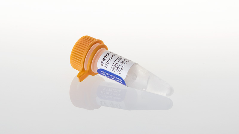 E1380_pFN26A-BIND--hRluc-neo-Flexi--Vector_3