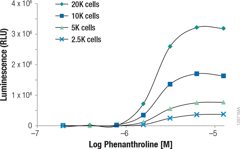 Induction of NanoLuc® Luciferase in HCT-116 cells containing the in-frame fusion of HIFα to the NanoLuc® reporter gene by 1,10 Phenanthroline.