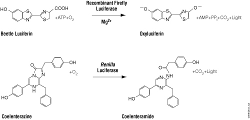 Firefly and Renilla luciferase reactions with their respective substrates, beetle luciferin and coelenterazine, to yield light.
