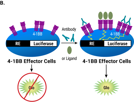 4-1BB Bioassay schematic showing assay with FcγRIIb-independent agonist antibody or ligand.