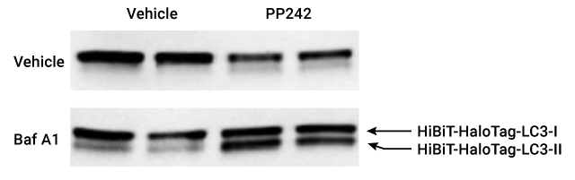 measure lc3i to lc3ii conversion protein blotting autophagosome