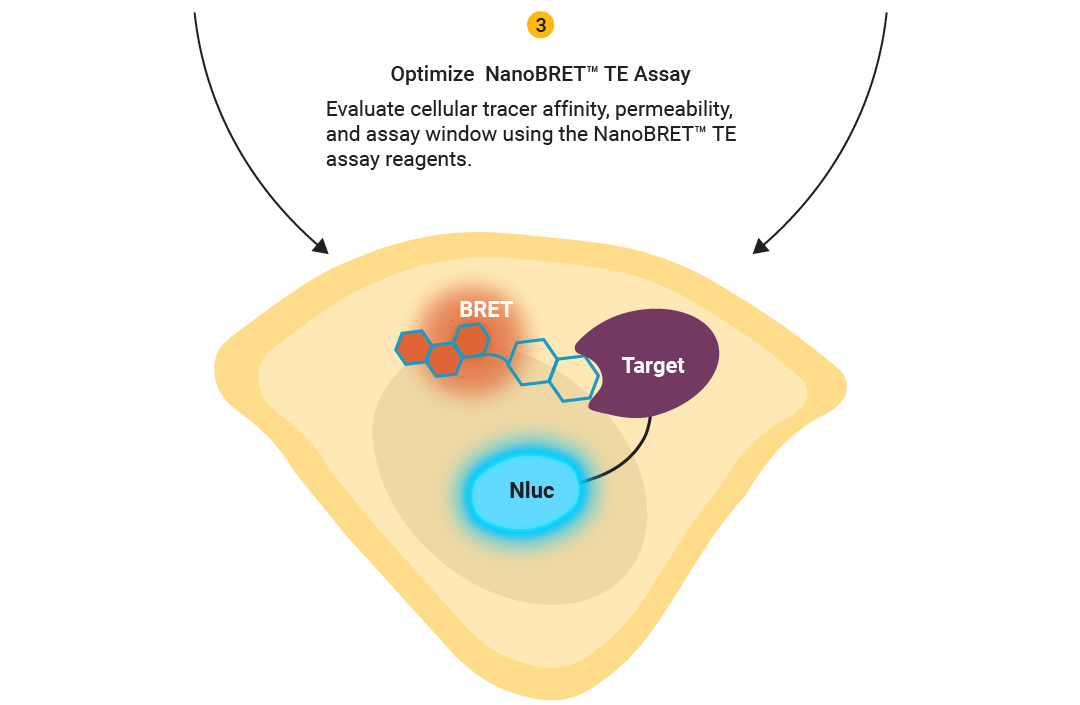 NanoBRET™ TE Assay Development Workflow, Part 2