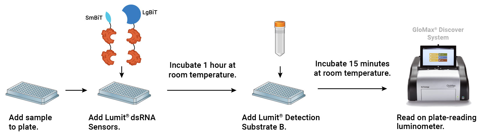 Depiction of Lumit® dsRNA Detection Assay protocol.