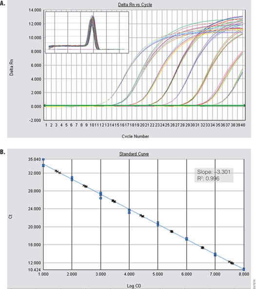 Amplification of kanamycin phosphotransferase from plasmid DNA.