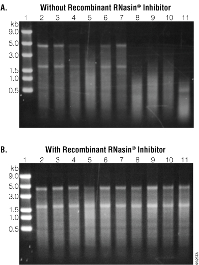 rnasin prevents rna degradation